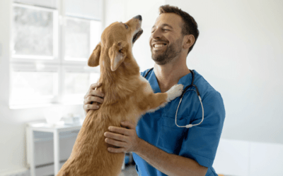 ¿Qué se necesita para ser auxiliar de veterinaria?