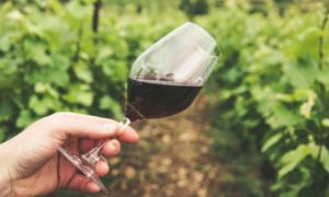 Conoce qué hace el catador de vinos y diferencias con el sommelier