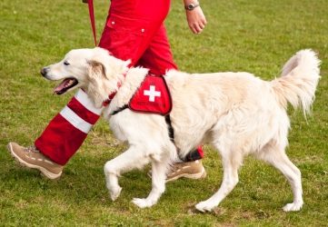 Adiestramiento de Perros