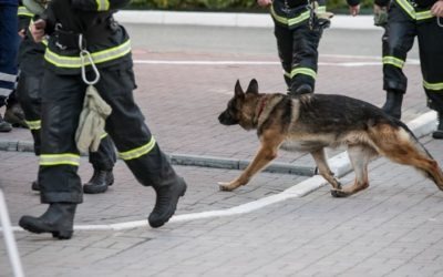 Adiestramiento canino para el salvamento: cómo se entrena un perro rescatista
