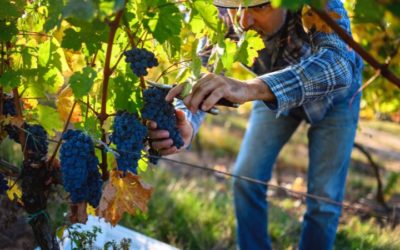 Uvas más utilizadas en la elaboración de vino: características y origen