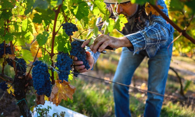 Conoce las uvas más utilizadas en la elaboración del vino